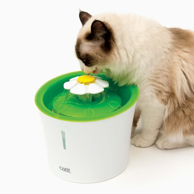 Cat Fountain