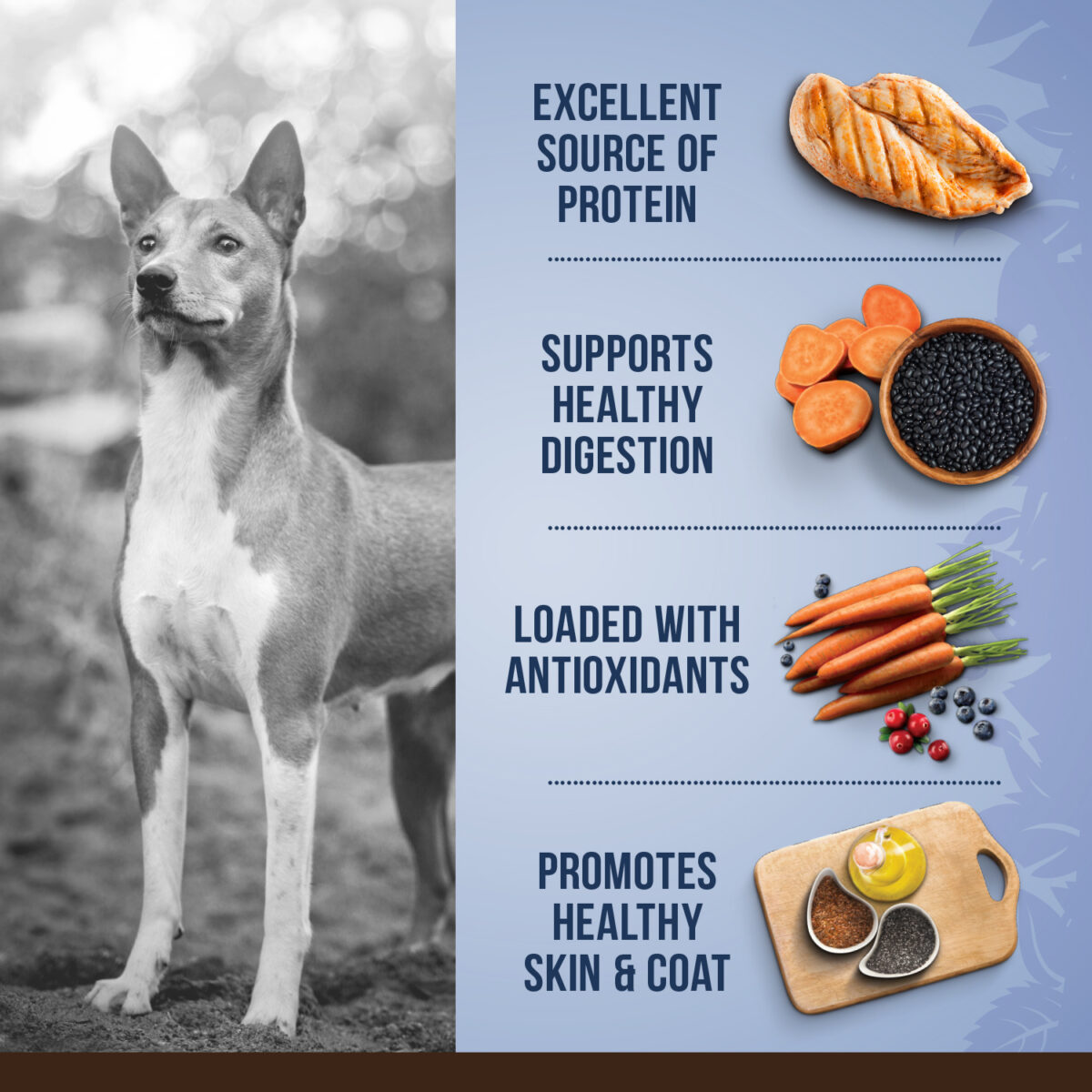 Chicken, Quinoa & Black Bean | Dog Food | 5Kg - Image 3