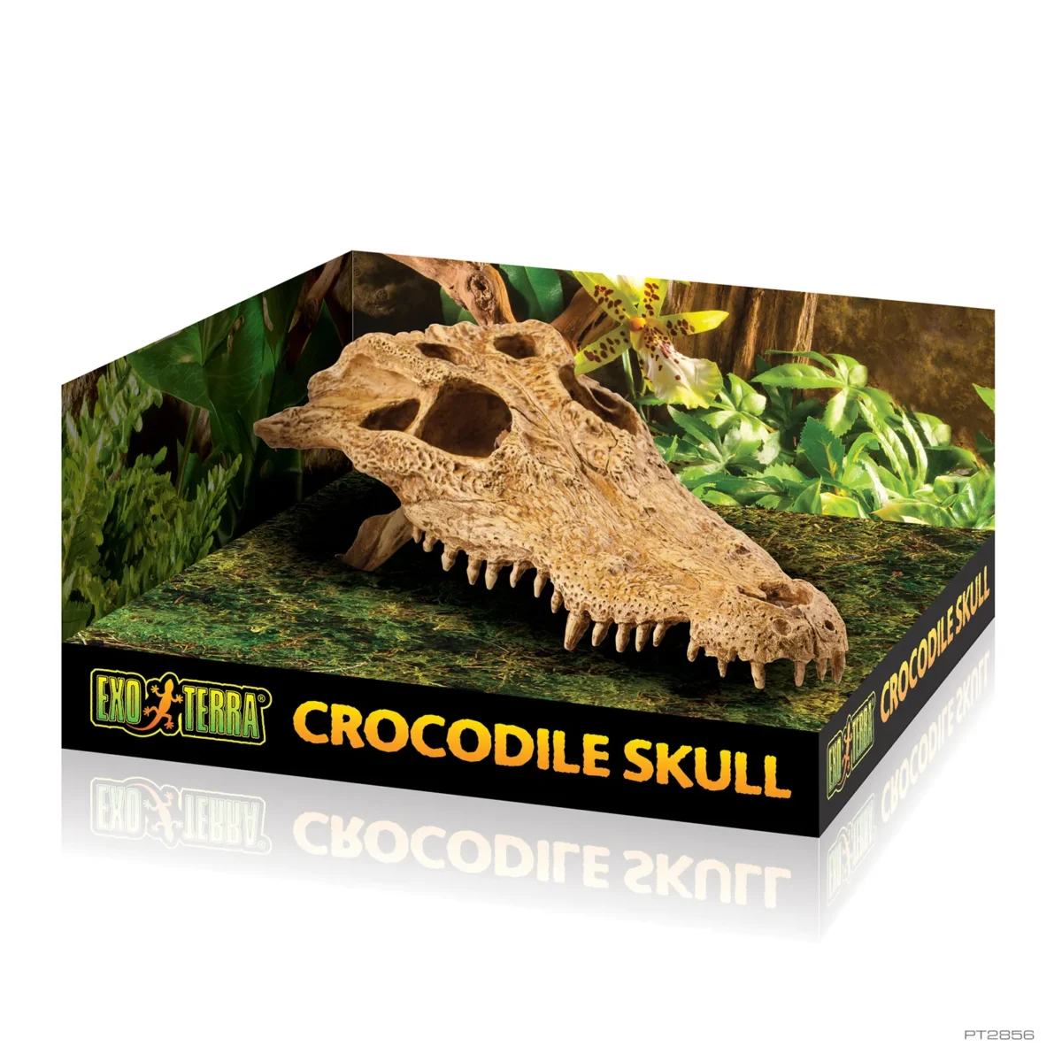 Crocodile Skull - Image 2