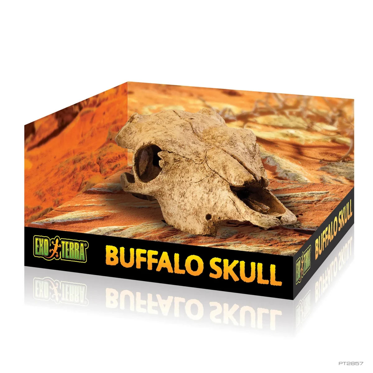 Buffalo Skull - Image 2