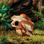 Buffalo Skull - Image 3