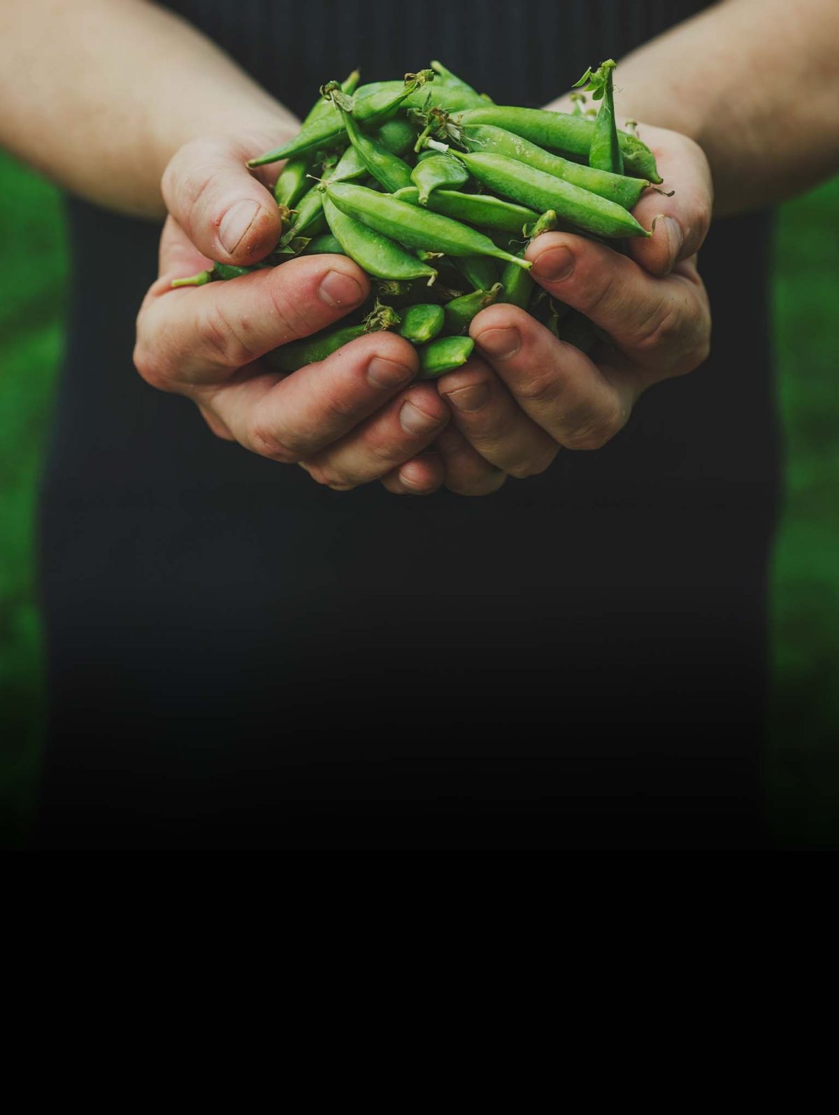 New Natural Pea Husk Litter, Vanilla | 5.6Kg - Image 6