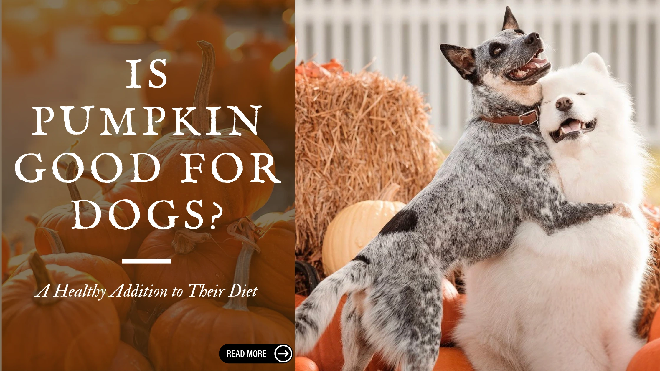 Pumpkin for Dogs