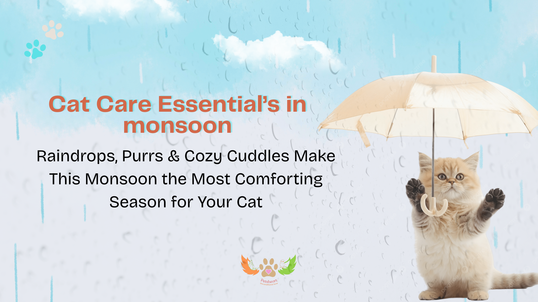 Cat care in monsoon