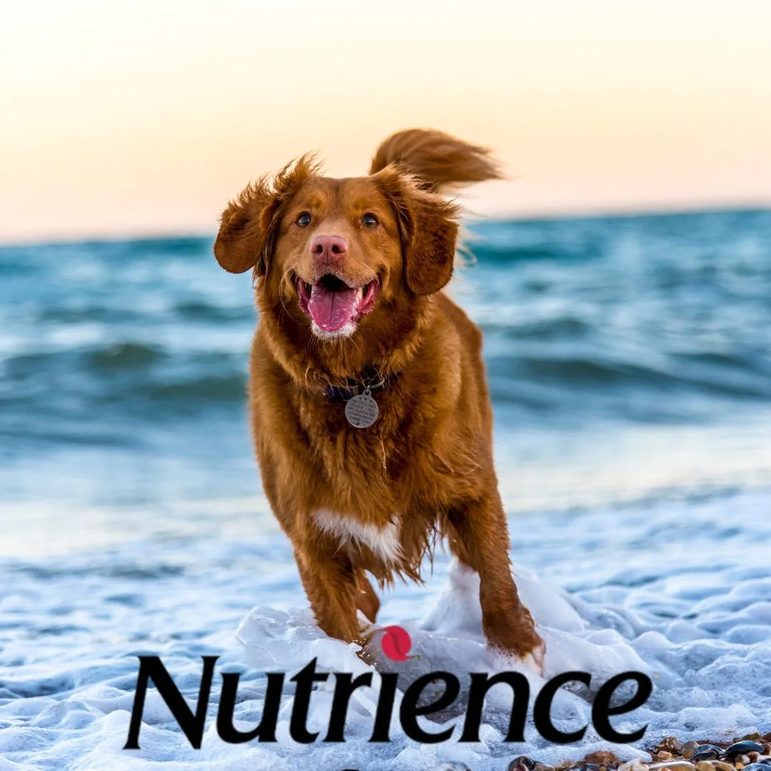 Best premium dog food