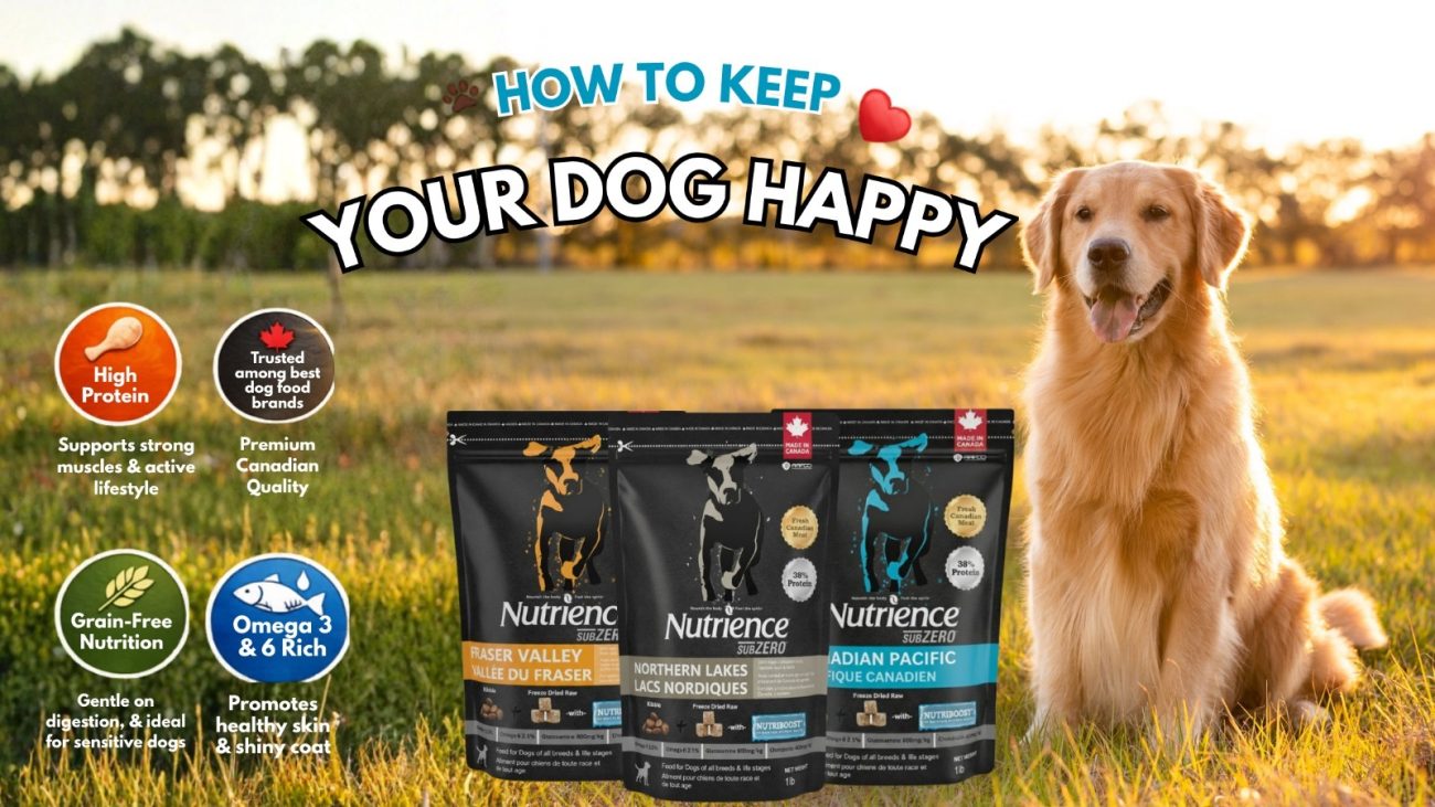 best dog food